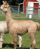 alpaca for sale