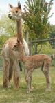 alpaca for sale