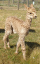 alpaca for sale