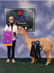 alpaca for sale
