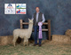 alpaca for sale