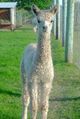 alpaca for sale