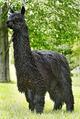 alpaca for sale