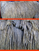 alpaca for sale