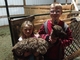 alpaca for sale