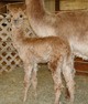 alpaca for sale