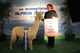 alpaca for sale