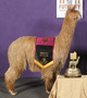 alpaca for sale