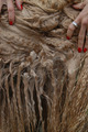 alpaca for sale