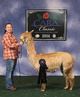 alpaca for sale