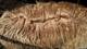 alpaca for sale