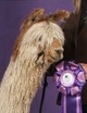 alpaca for sale