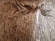 alpaca for sale