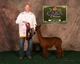 alpaca for sale