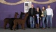 alpaca for sale