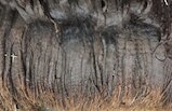 alpaca for sale