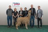 alpaca for sale