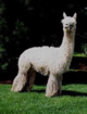 alpaca for sale