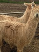 alpaca for sale