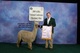 alpaca for sale