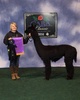 alpaca for sale
