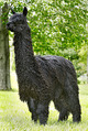 alpaca for sale