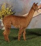 alpaca for sale