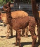 alpaca for sale