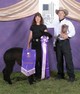 alpaca for sale