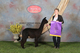 alpaca for sale