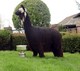 alpaca for sale