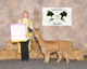 alpaca for sale