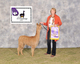 alpaca for sale
