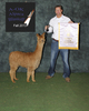 alpaca for sale