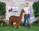 alpaca for sale
