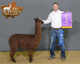 alpaca for sale
