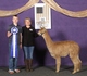 alpaca for sale
