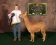 alpaca for sale