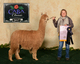 alpaca for sale