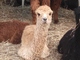 alpaca for sale