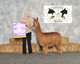 alpaca for sale