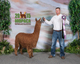 alpaca for sale