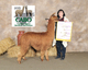 alpaca for sale