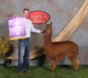 alpaca for sale