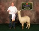 alpaca for sale