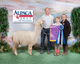 alpaca for sale