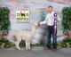 alpaca for sale