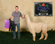 alpaca for sale