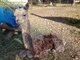 alpaca for sale