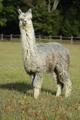 alpaca for sale